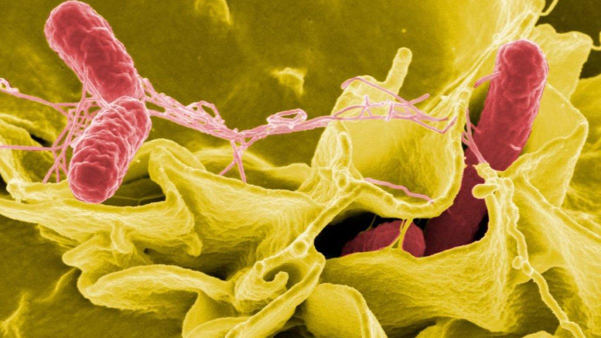 Slimule la multitud de alimentos metabólicos - Talmonade Chicago Food