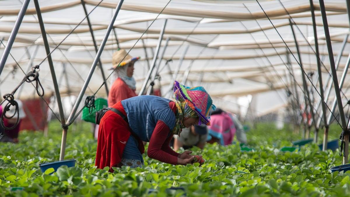 Spain employs 25% more temporary migrants and they return to their home country Economy |COUNTRY